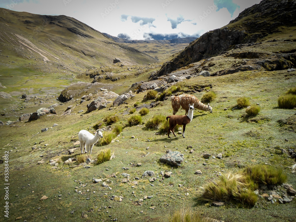 Llamas in the trail to the Tunari peak, Bolivia