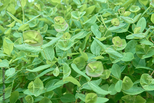Lathyrus odoratus - young green shoots of decorative peas, daylighting, close-up, pattern background