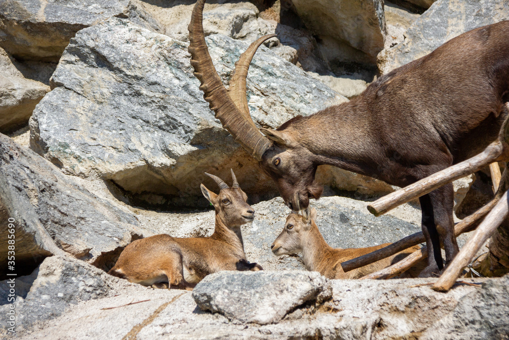 A family of Alpine Ibex basking in sunlight on rocky hills