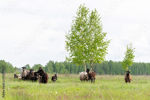 Fototapeta Naklejka Na Ścianę i Meble -  Lambs and sheep green grass