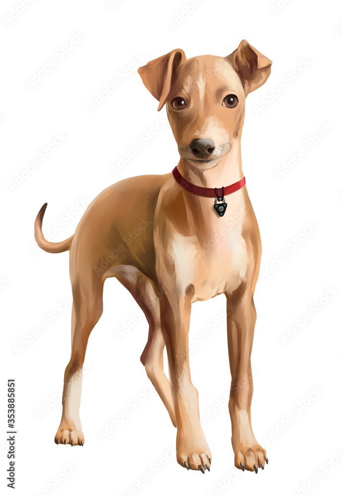 The dog is a red-haired Greyhound.  Watercolor illustration