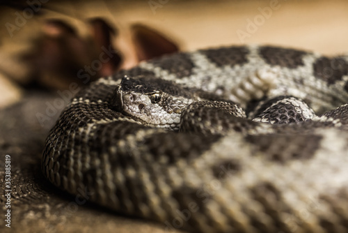 Close up of a Northern Pacific Rattlesnake