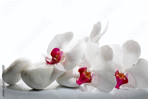 beauty in detail, white orchid