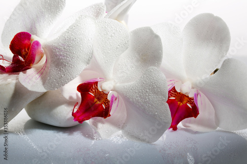 Fototapeta Naklejka Na Ścianę i Meble -  beauty in detail, white orchid