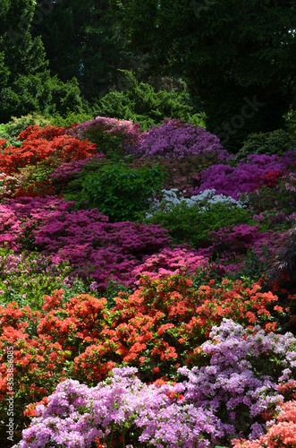 Rhododendron - ogromna zachwycająca kompozycja rozkwitniętych różaneczników, aroboretum Wojsławice