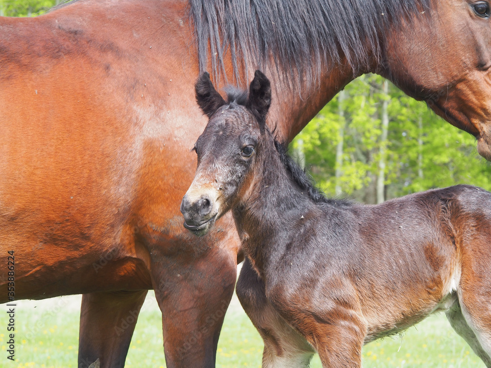 foal or baby horse closeup, equestrian or farming