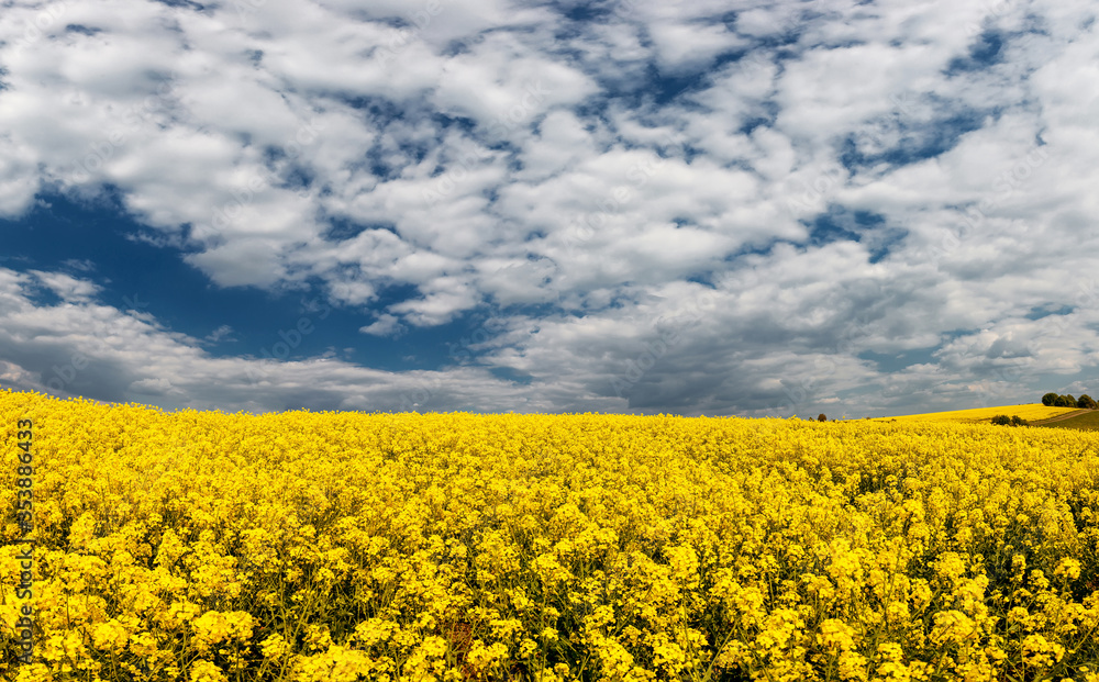 Fields with rapeseed on a sunny day. Rapeseed cultivation.