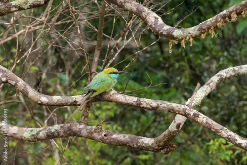 Little Green Bee-eater bird sitting on a branch of a tree, Yala National Park, Sri Lanka. © ausra