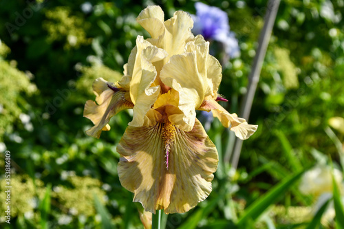 Yellow Bearded Iris Flower close-up in garden