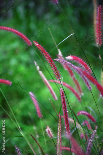 red flowers in the garden