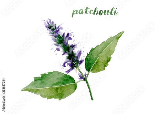 Fotografie Watercolor patchouli illustration