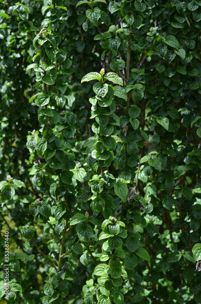 Dereń świdwa, pedy z liściami, Cornus sanguinea Dereń świdwa, pedy z liściami, Cornus sanguinea