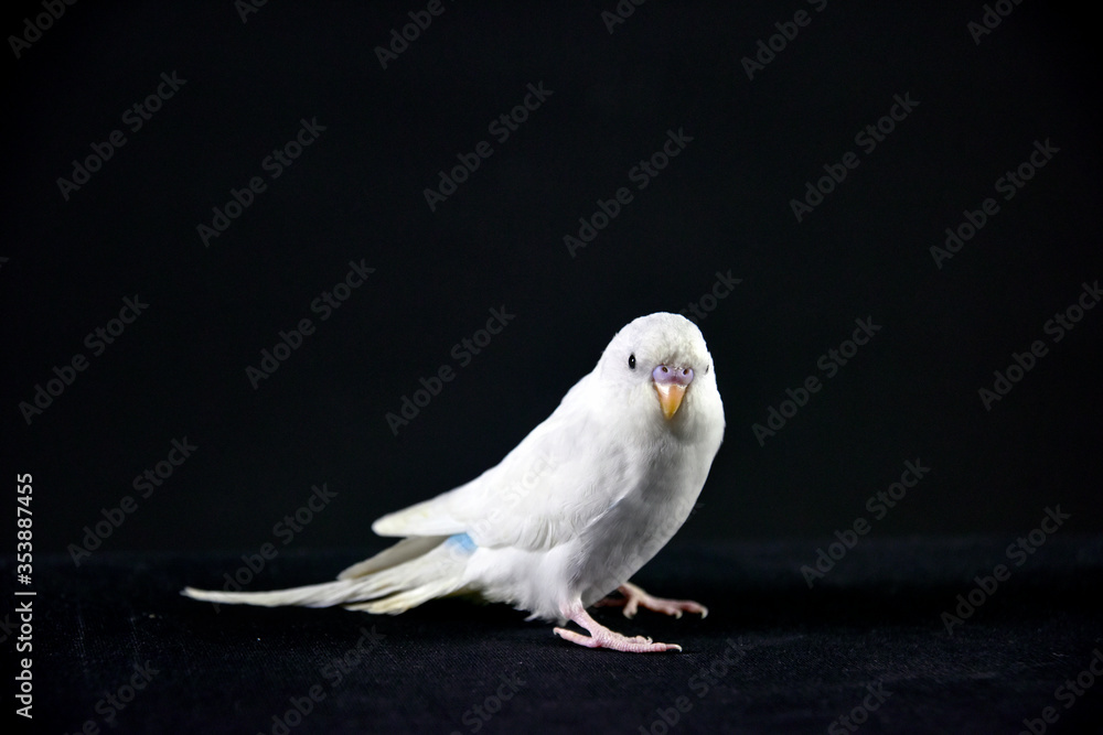 Obraz premium budgerigar bird blue bird color background animal petshop