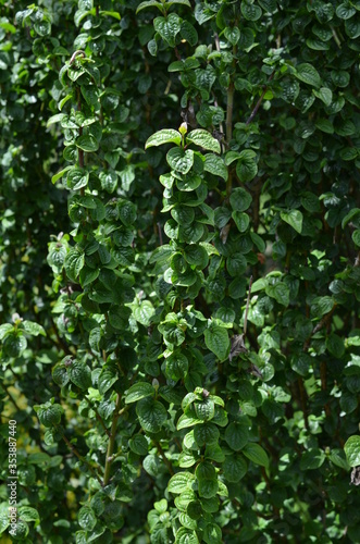 Dereń świdwa, pedy z liściami, Cornus sanguinea 