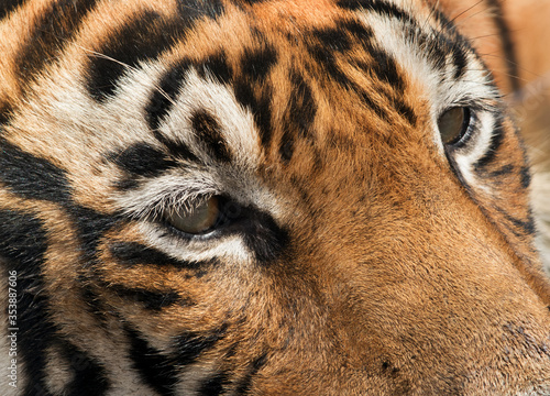 Eyes of Tiger  Ranthambore Tiger Reserve