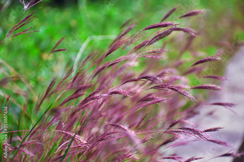 pink flowers in the grass