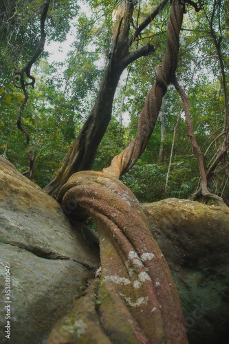 Twisted Trunk in the Forest