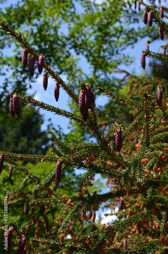 Jodła grecka, kwiatostany i młode szyszki,  Abies cephalonica photo