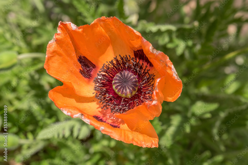 orange poppy blossom in spring with green background - close-up orange poppy blossom in spring with green background - close-up