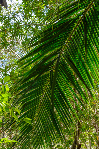 Diverse biosphere deep in the Costa Rican Jungle