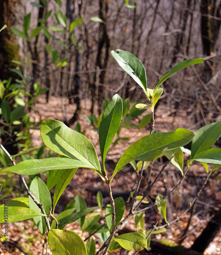 the last green plants in the autumn forest