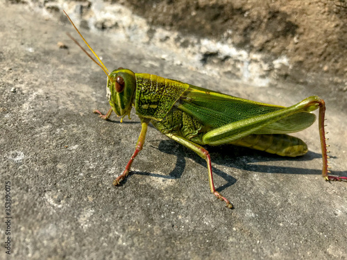 Wallpaper Mural grasshopper - wall of china Torontodigital.ca