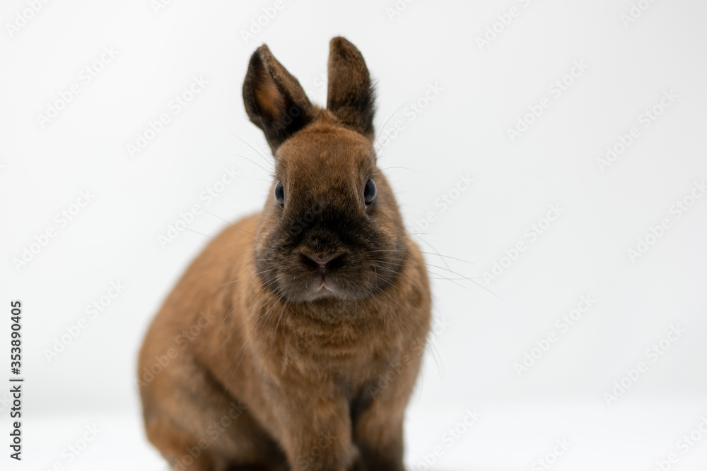 Obraz premium rabbit on white background