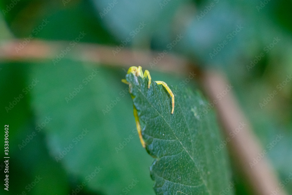 Macro of a yellow spider weaving the web on a green leaf