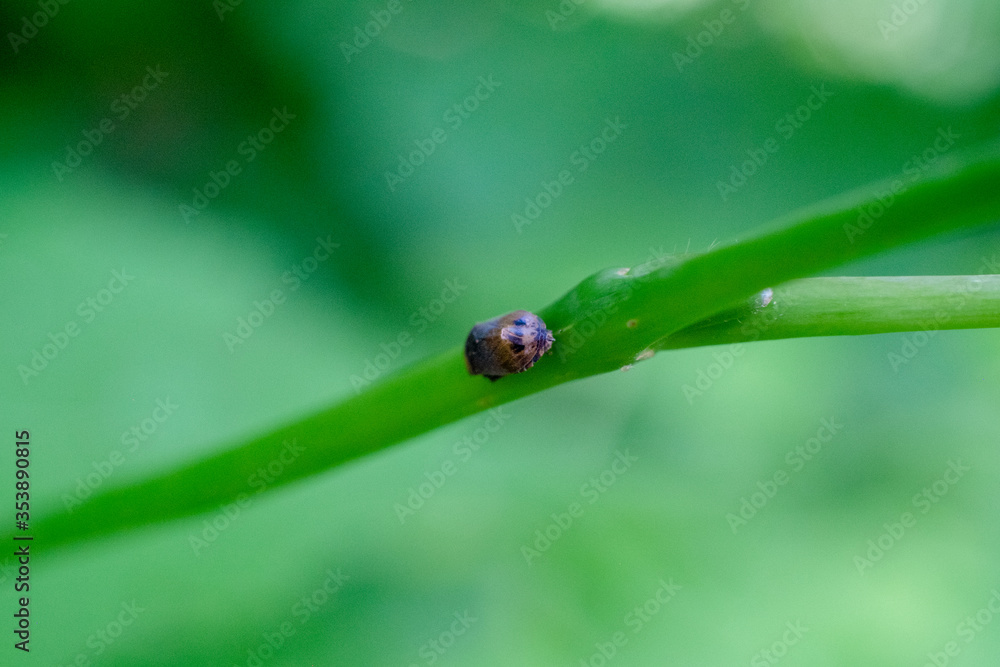 Macro of an insect on a green leaf Macro of an insect on a green leaf