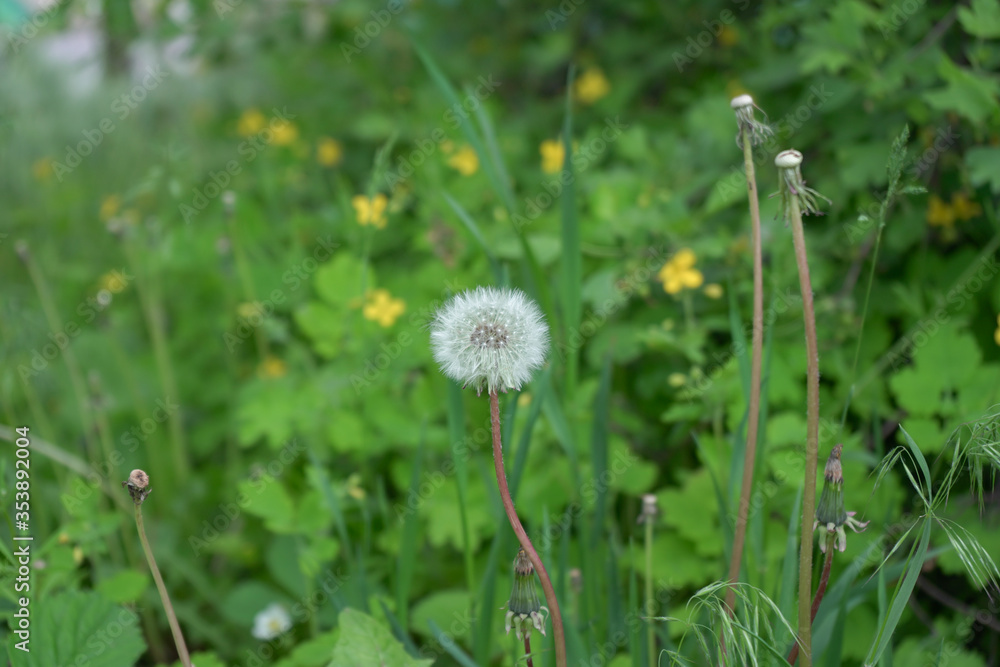 One white dandelion in a clearing of green grass and yellow flowers.Photo.Landscape.