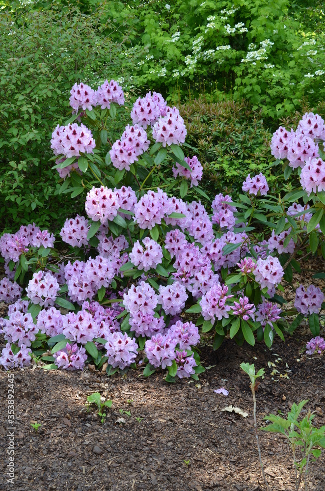 Fioletowy rododendron, Rhododendron, różanecznik Fioletowy rododendron, Rhododendron, różanecznik