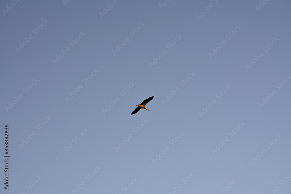 Stork flying in the blue sky in the background. Stork flying in the blue sky in the background.
