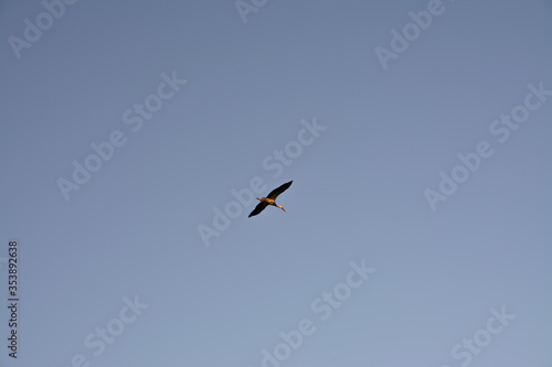Stork flying in the blue sky in the background.