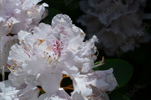 Biały rododendron, różanecznik, Rhododendron