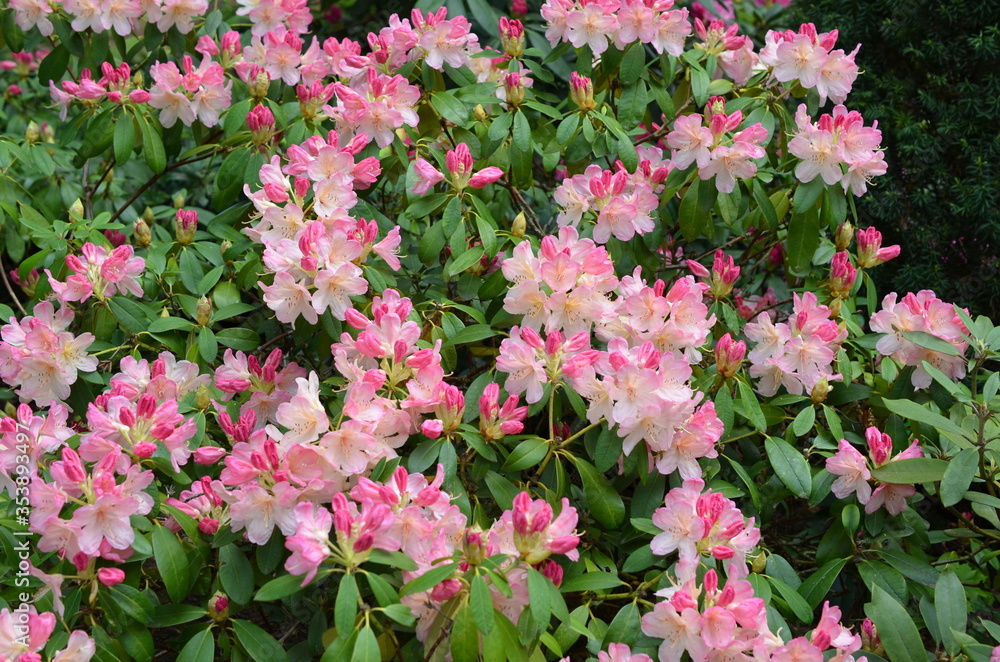 Różowe wielkie krzaki kwitnących rododendronów, Rhododendron Różowe wielkie krzaki kwitnących rododendronów, Rhododendron