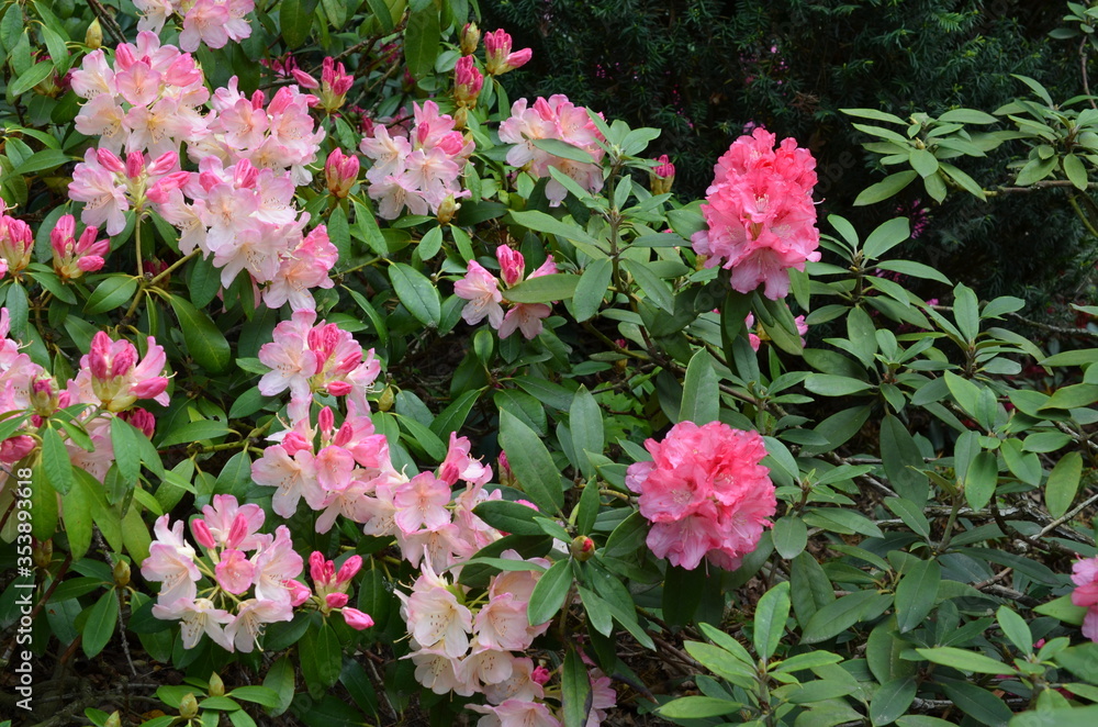 Różowe wielkie krzaki kwitnących rododendronów, Rhododendron