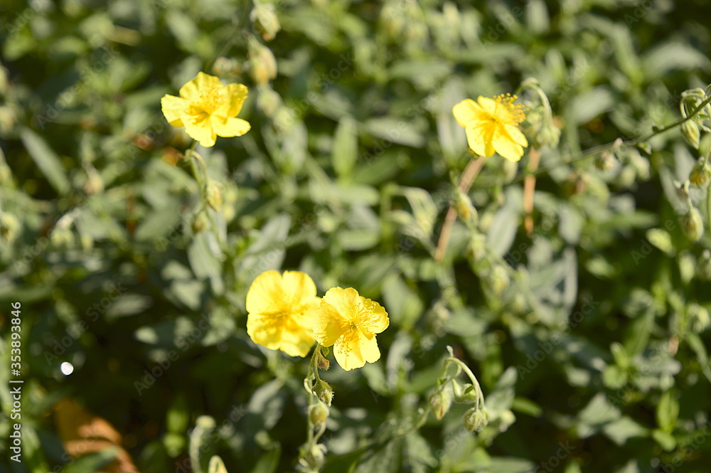 Closeup Helianthemum nummularium known as common rock-rose with blurred background in garden Closeup Helianthemum nummularium known as common rock-rose with blurred background in garden
