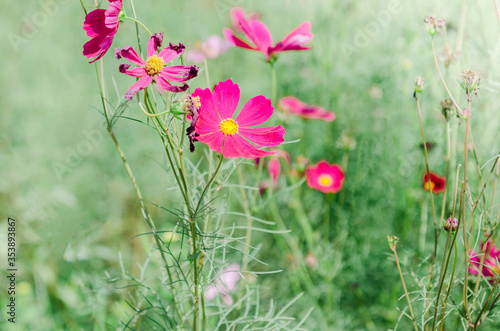 Pink cosmos flowers in a lush garden, Floral concept in bright green background