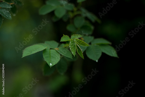 Green leaves of a rose bush covered by dewdrops. Fresh spring foliage background.