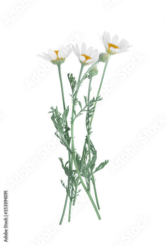 Blooming chamomiles isolated on white. Beautiful flowers