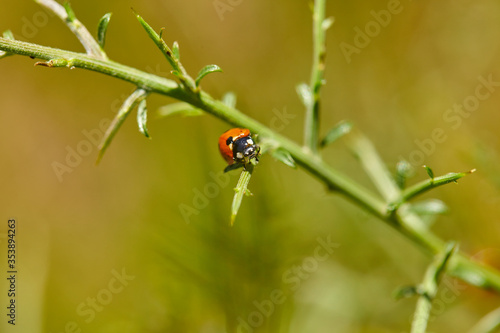 The ladybugs have woken up after the winter