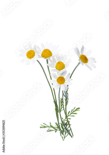 Blooming chamomiles isolated on white. Beautiful flowers