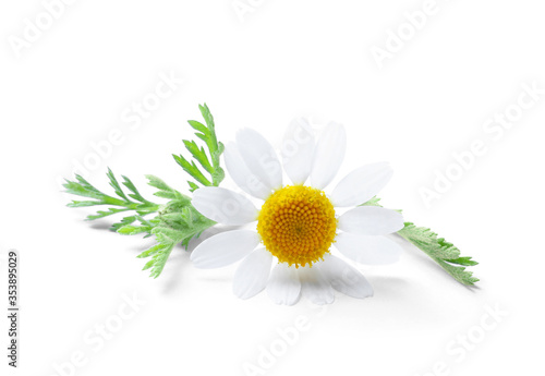 Fototapeta Naklejka Na Ścianę i Meble -  Blooming chamomile isolated on white. Beautiful flower