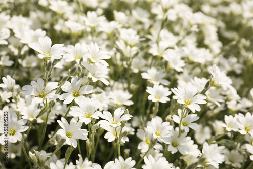 Closeup view of beautiful white meadowfoam field