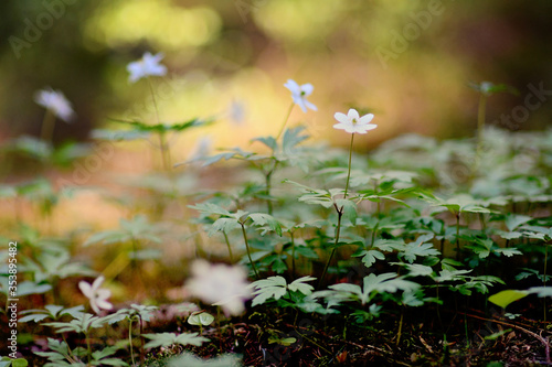 Fototapeta Naklejka Na Ścianę i Meble -  Closeup of blooming wood anemones with forest background and a backlight in calming Finnish nature on a countryside. Spring Scene on May month in Europe, Finland. Perfect backdrop for seasonal uses