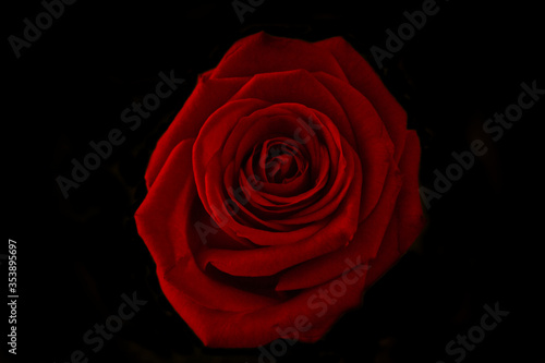 Rosa roja, muy definida sobre un fondo negro. Tipica rosa del sant jordi photo