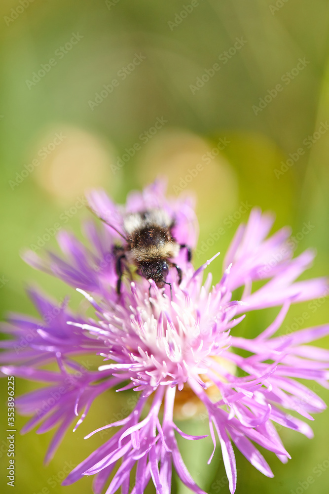 The bees are already preparing the honey of the season with fresh flowers The bees are already preparing the honey of the season with fresh flowers