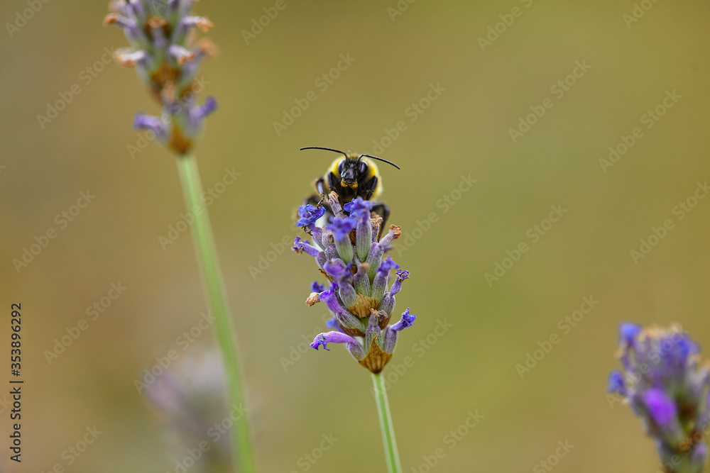 The bees are already preparing the honey of the season with fresh flowers The bees are already preparing the honey of the season with fresh flowers