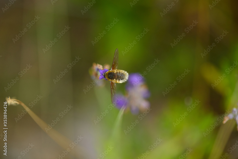 The bees are already preparing the honey of the season with fresh flowers The bees are already preparing the honey of the season with fresh flowers