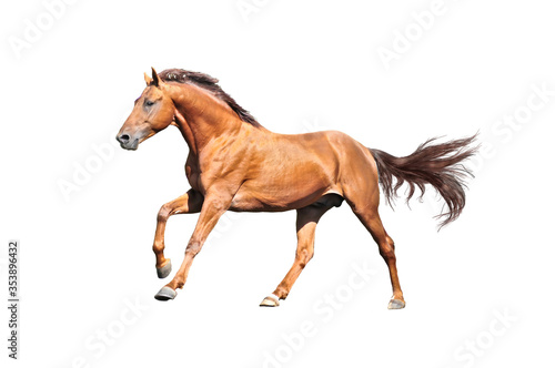 red horse isolated on the white background